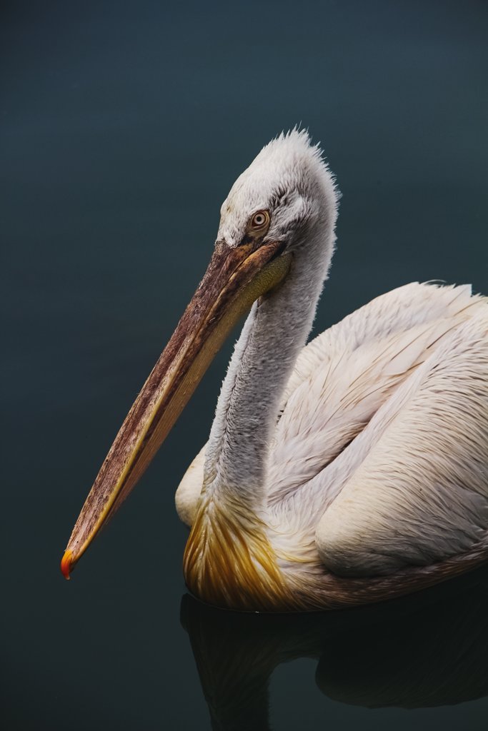 Phokaian Pelican